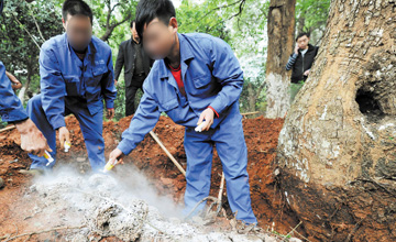 樹(shù)木白蟻防治施工